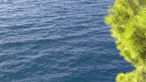 Узбережжя Хорватії вид на море і зеленого сосни — стокове відео