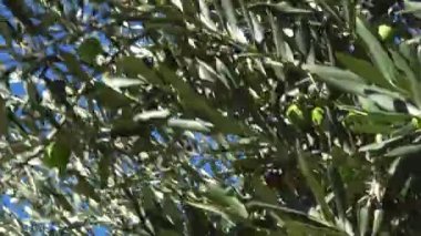 rüzgarda sallanan yeşil zeytin dalı