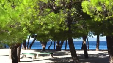 Yeşil çam ağaçları ve plaj kuvvetli rüzgar ile kötü havada. Hırvatistan. Makarska
