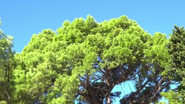 Ramas de pino verde balanceándose en el viento contra el cielo azul. Makarska. Croacia — Vídeo de stock