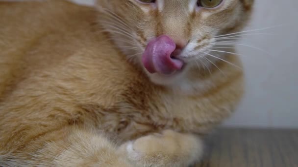Ginger gato lamiendo sus chuletas en la cámara en cámara lenta — Vídeo de stock