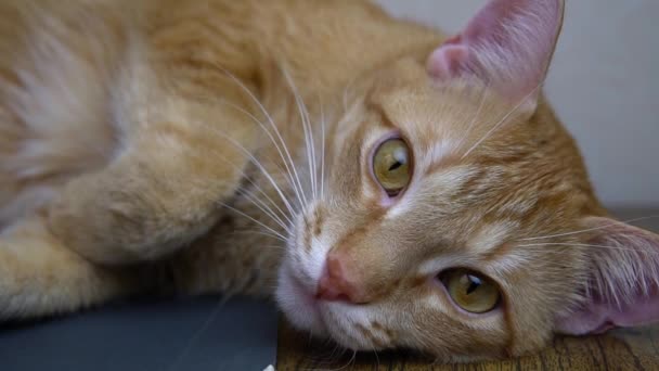 Ginger γάτα γλείφοντας τις μπριζόλες του την κάμερα σε αργή κίνηση — Αρχείο Βίντεο