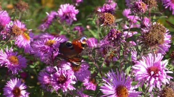 Бабочка на цветах в саду питается нектаром — стоковое видео