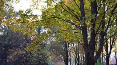 Akçaağaç Sonbahar Park sarı yaprakları ile