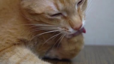 zencefil kedi yalama pençe yıkar