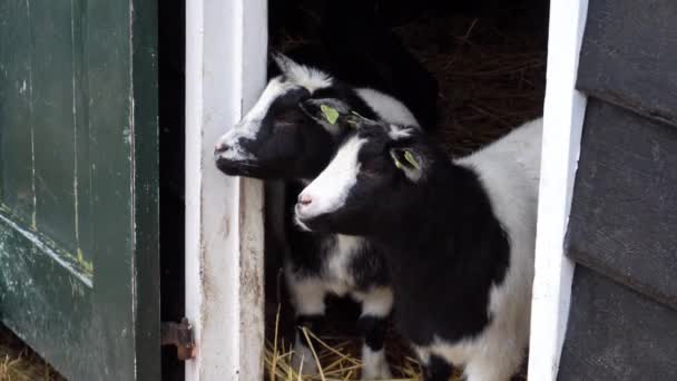 Cabras amarillas holandesas negras y blancas comiendo heno en el granero — Vídeos de Stock