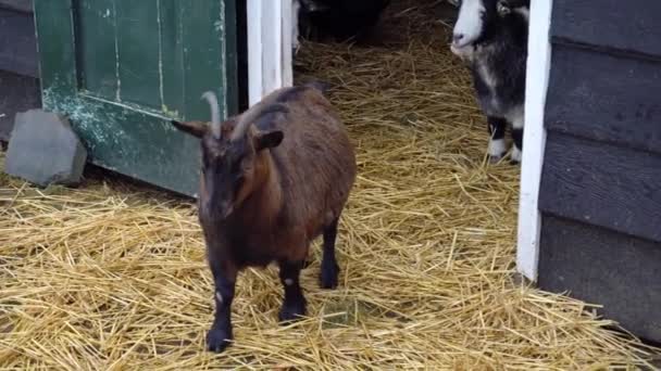 Joven holandés cabra marrón protege sus cabras con cuernos — Vídeos de Stock