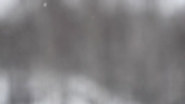 Dia nevado. Caindo neve do lado de fora da janela contra uma árvore borrada — Vídeo de Stock