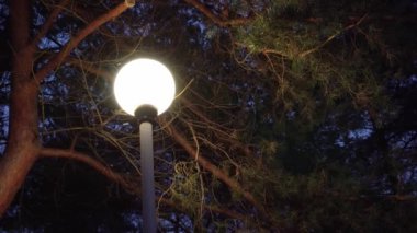 gece yağan kar arka plan üzerinde kış havalarda sokak lambası