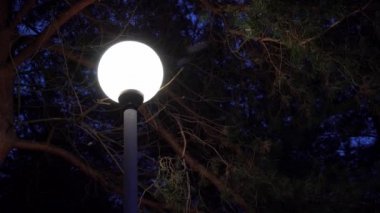 gece yağan kar arka plan üzerinde kış havalarda sokak lambası