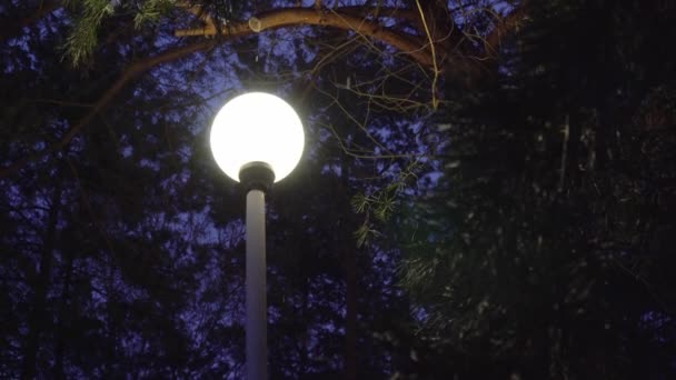 Вулична лампа вночі в зимову погоду на тлі падаючого снігу — стокове відео