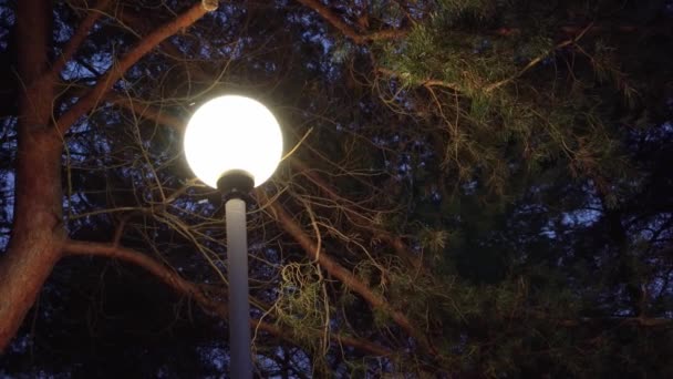 Pouliční lampa v noci v zimě počasí na pozadí padajícího sněhu — Stock video