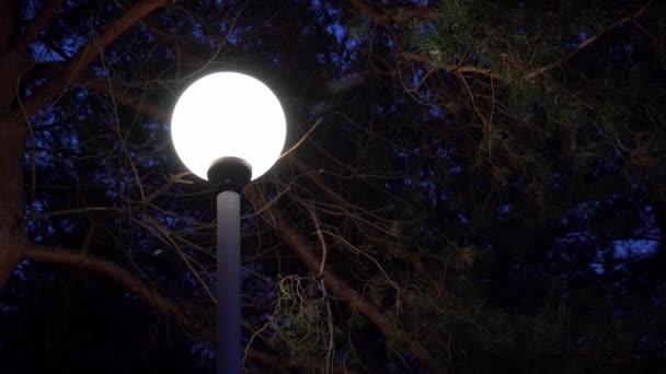 Вулична лампа вночі в зимову погоду на тлі падаючого снігу — стокове відео