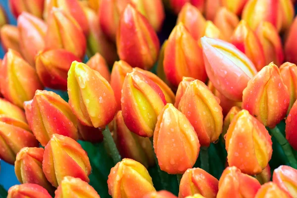 Tulipán. Hermosas flores de tulipán con gotas de rocío. Las flores de primavera son el símbolo del amor . — Foto de Stock