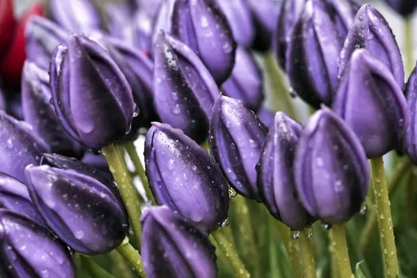 Tulipán. Hermosas flores de tulipán con gotas de rocío. Las flores de primavera son el símbolo del amor . — Foto de Stock