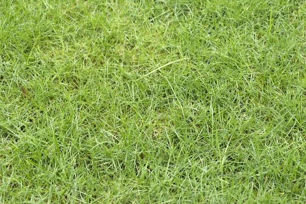 明るい緑の美しい芝生のクローズ アップの背景 — ストック写真