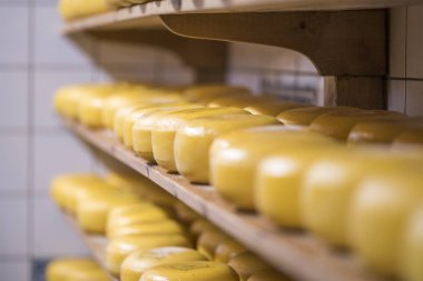 Raf mağaza Hollandalı sarı peynir nedir