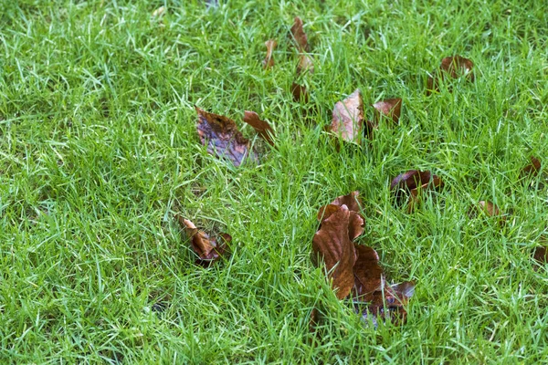 Folhas de outono no gramado verde em novembro — Fotografia de Stock