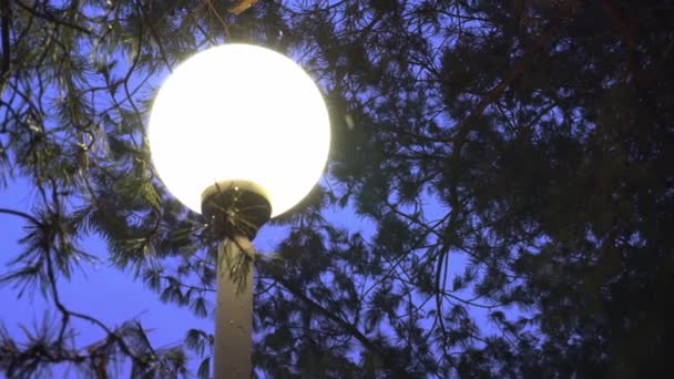 Straat Lamp's nachts in de winterweer op de achtergrond van vallende sneeuw — Stockvideo