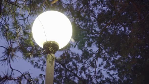Este a téli időjárás, a háttérben a hóesésben utcai lámpa — Stock videók