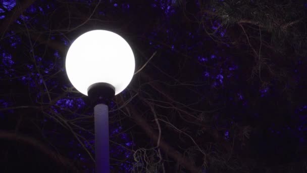 Lampione di notte in inverno sullo sfondo della neve che cade — Video Stock