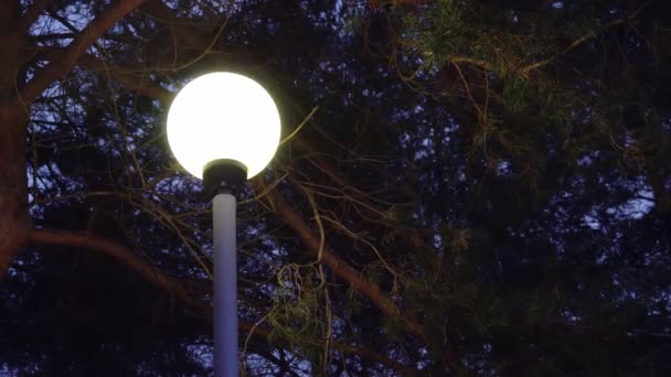 Gece yağan kar arka plan üzerinde kış havalarda sokak lambası — Stok video