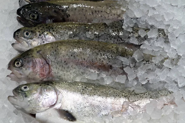 Pris truite fraîche sur une étagère de magasin dans la glace — Photo