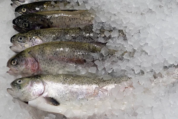 Pris truite fraîche sur une étagère de magasin dans la glace — Photo