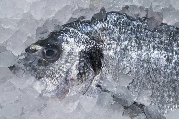 Pescado Dorado fresco en hielo en la estantería de la tienda — Foto de Stock