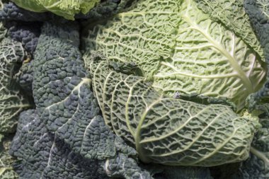 Savoy lahana piyasada ile dükkanda raf