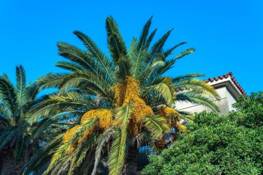 Hırvatistan'daki Akdeniz kıyısında güzel palmiye ağacı