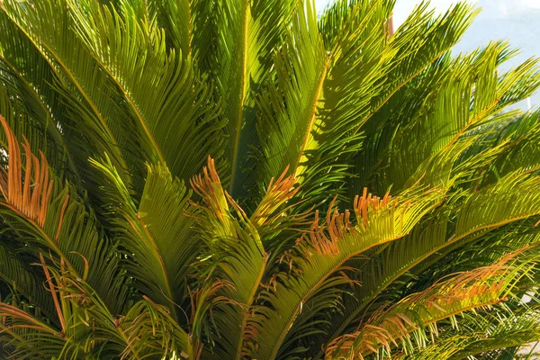 Bela palmeira na costa do Mediterrâneo na Croácia — Fotografia de Stock