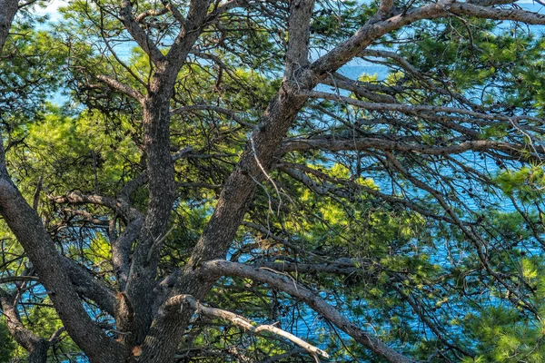 Sea tall mot den blå himlen blå och grå stenar — Stockfoto