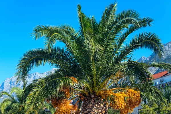 Gyönyörű palm tree a Földközi-tenger partján, Horvátországban — Stock Fotó