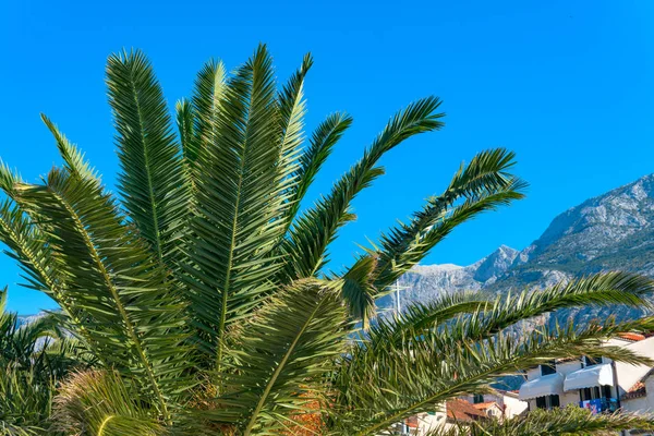 Bela palmeira na costa do Mediterrâneo na Croácia — Fotografia de Stock