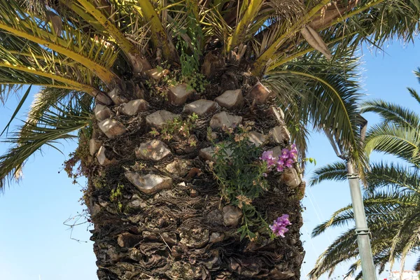 Gyönyörű palm tree a Földközi-tenger partján, Horvátországban — Stock Fotó