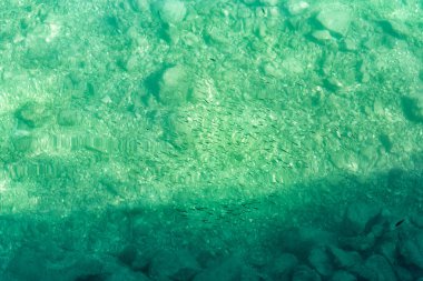 Adriyatik kıyısı sığ suda yüzen balık Üstten Görünüm