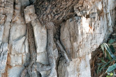 Çam doğa Hırvatistan parkta rock şaşırtıcı harika sembiyoz köklü