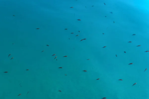 Vista superior de los peces nadando en aguas poco profundas en la costa adriática —  Fotos de Stock
