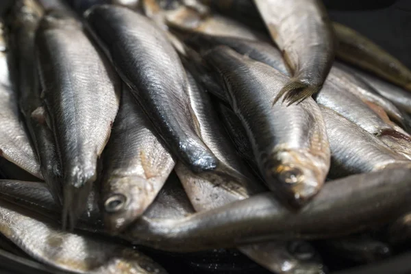 Spratto di pesce di mare piatto nero. foto in chiave scura — Foto Stock