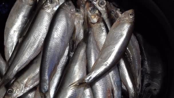 Marine fish sprat is rotated in the plate. dark key — Stock Footage Marine fish sprat is rotated in the plate. dark key Video Clip