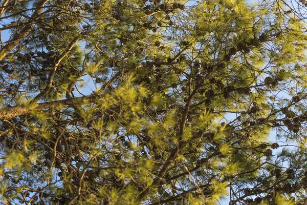 Vackra tallar mot den blå himlen på den Medelhavet kusten i Kroatien — Stockfoto