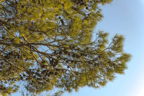 Vackra tallar mot den blå himlen på den Medelhavet kusten i Kroatien — Stockfoto