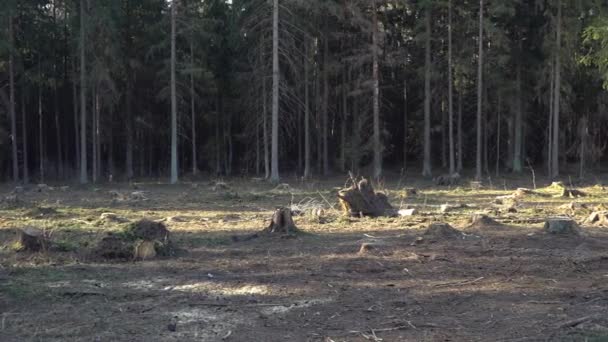 De vernietiging van de natuur, ontbossing in Europa — Stockvideo