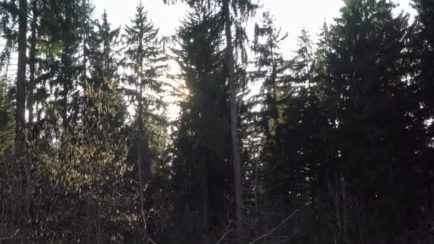 Kvälls solen går sönder genom träden i skogen — Stockvideo