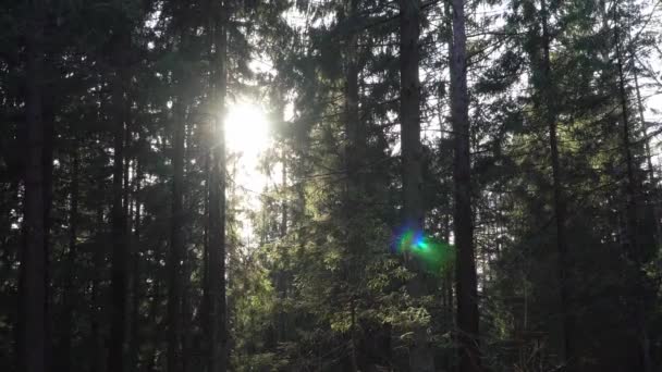 Abendsonne bricht durch die Bäume im Wald — Stockvideo