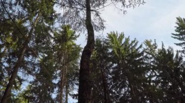 ormanda bahar mavi akşam gökyüzü