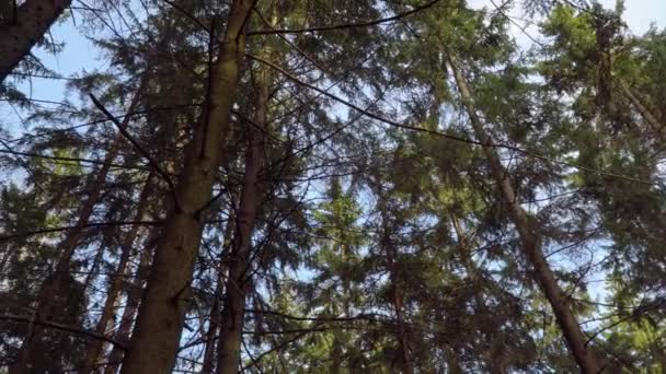 Spring blue evening sky in the forest — Stock Video