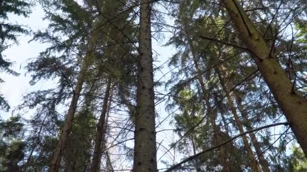 Cielo de la tarde azul primavera en el bosque — Vídeo de stock