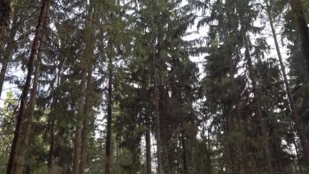 Primavera céu azul à noite na floresta — Vídeo de Stock